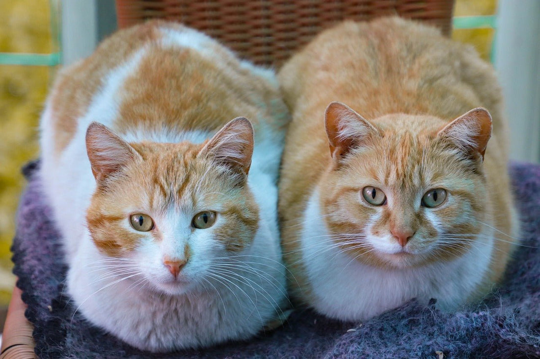 Suživot Mačaka - petcorner