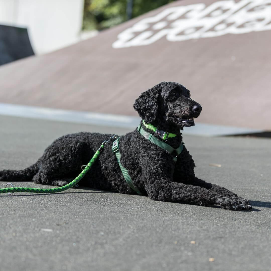 Trixie Povodac Cavo Radni S M 2/12mm Zeleni - petcorner