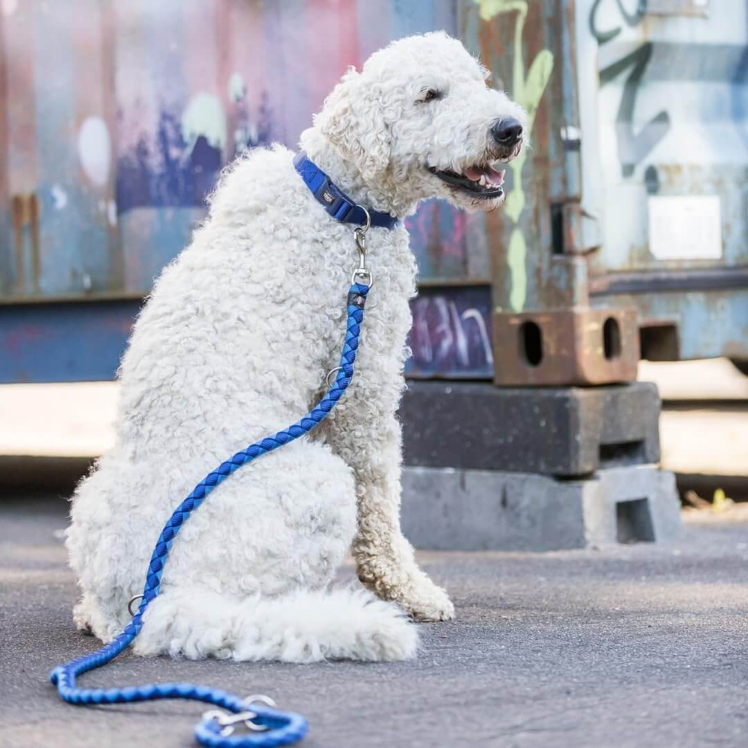 Trixie Povodac Cavo Radni S M 2/12mm Indigo, 3 Nivoa Podešavanja - petcorner