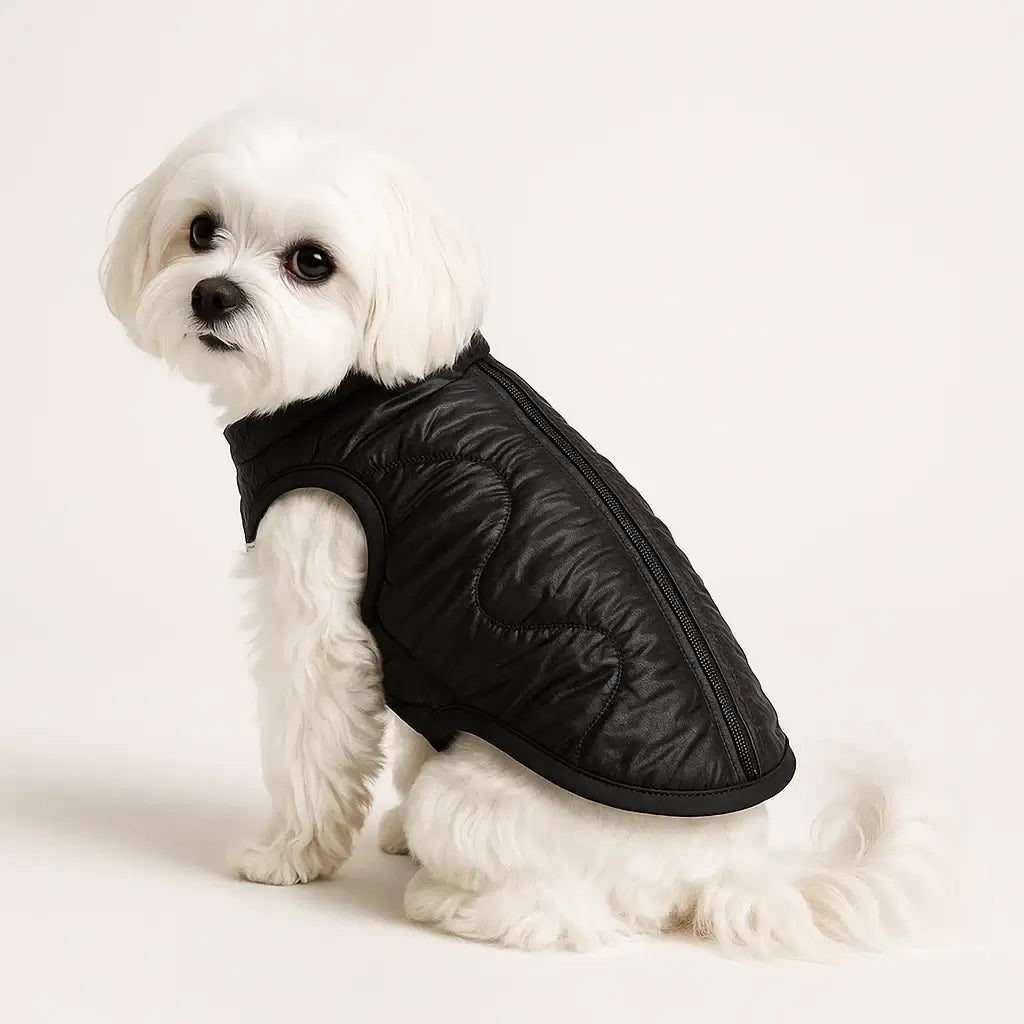 Elegantno crno odelce za pse sa ravnim rajsferšlusom pozadi i talasastim štepom, modeliran na maltezeru.