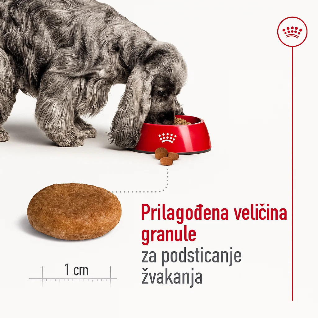 Pas srednje rase jede iz crvene Royal Canin posude, prikazana granula hrane veličine 1 cm sa oznakom – prilagođena veličina granule za podsticanje žvakanja.
