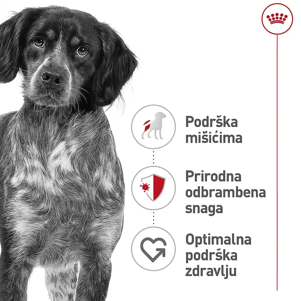 Pas crno-bele dlake – Royal Canin benefiti: podrška mišićima, prirodna odbrambena snaga i optimalna podrška zdravlju